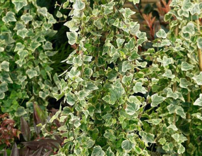 Břečťan White Ripple