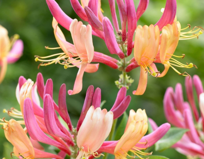 Zimolez heckrotii ´American Beauty´