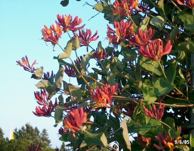 Zimolez heckrotii ´American Beauty´