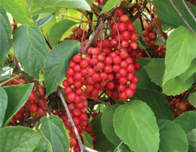 Klanopraška čínská