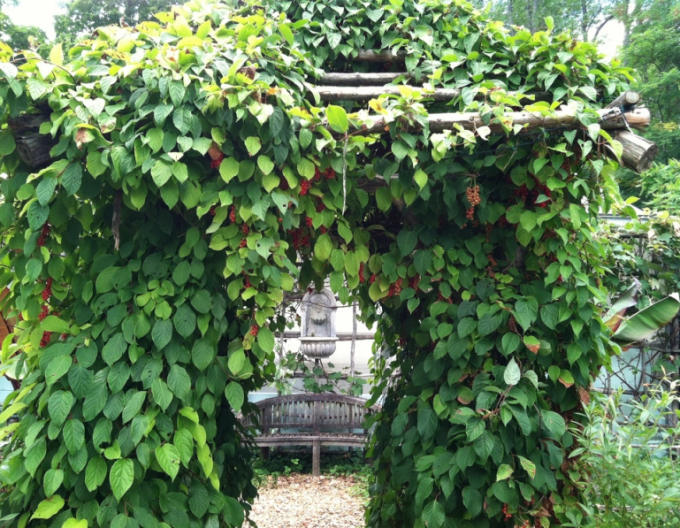 Klanopraška čínská