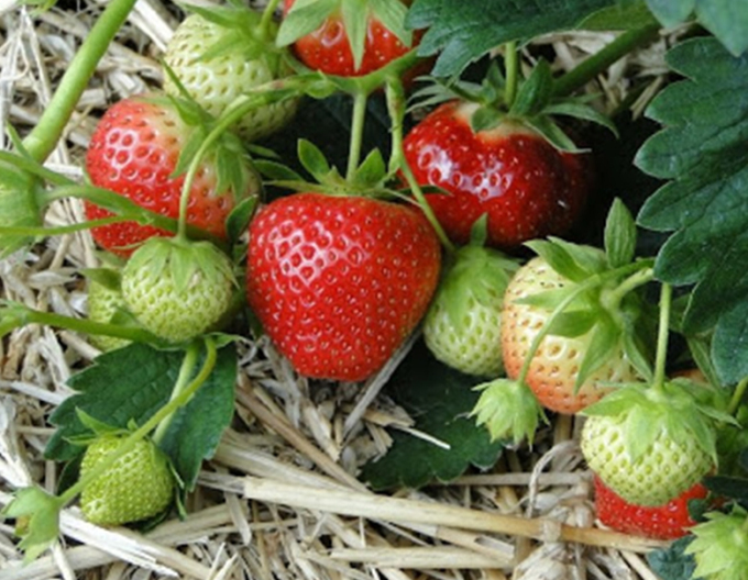 Jahodník jednouplodíci ´Induka´