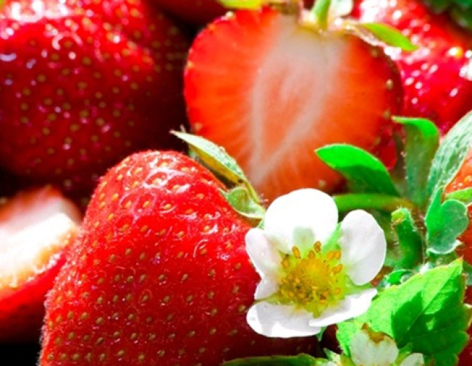 Jahodník stáleplodící  ’Anabel’