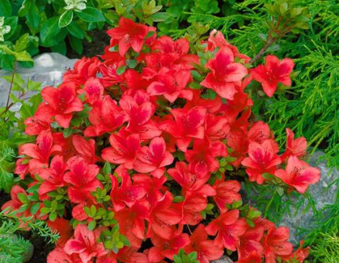 Azalka japonská Johana