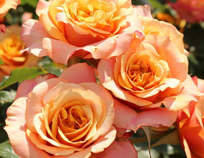 Růže La Villa Cotta