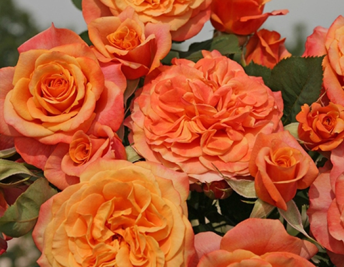 Růže La Villa Cotta