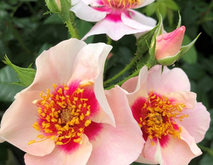 Růže ´SEE YOU in Red´