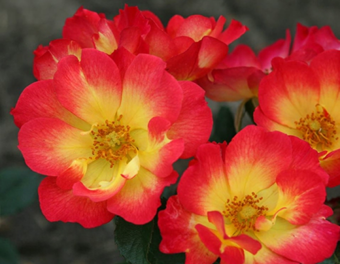 Ruže Summer of Love