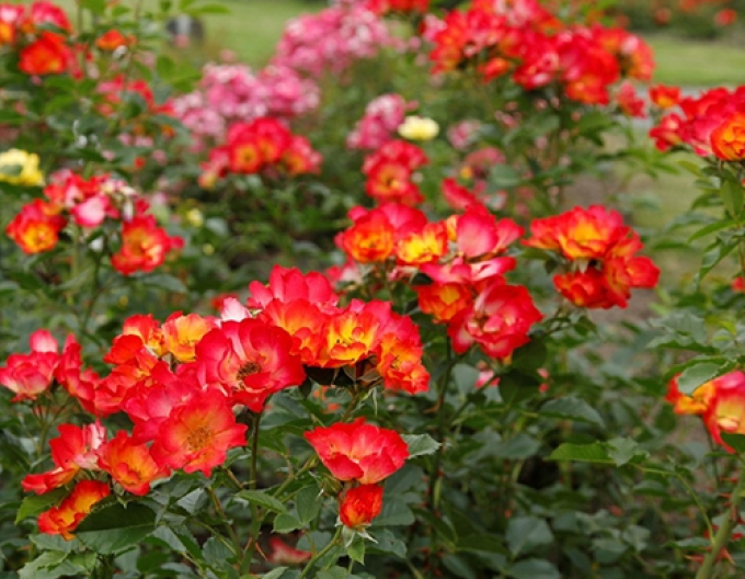 Ruže Summer of Love