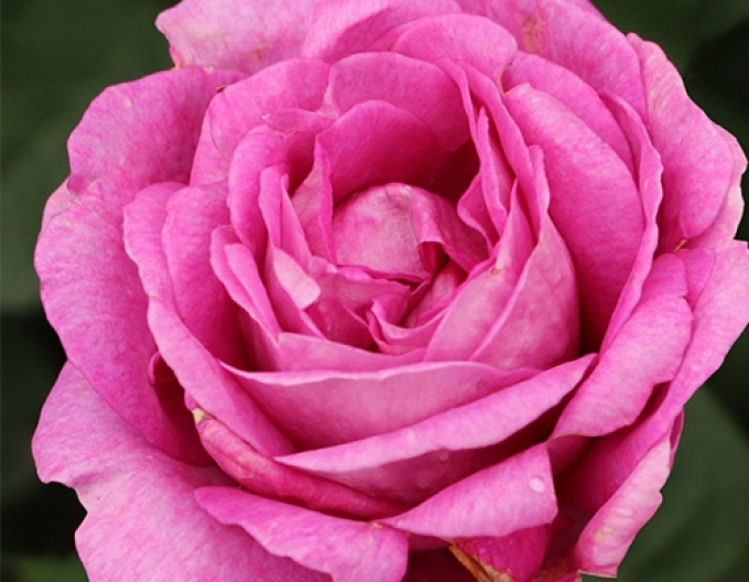 Růže Carmen Würth