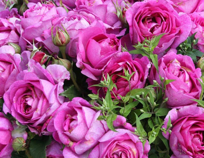 Růže Carmen Würth