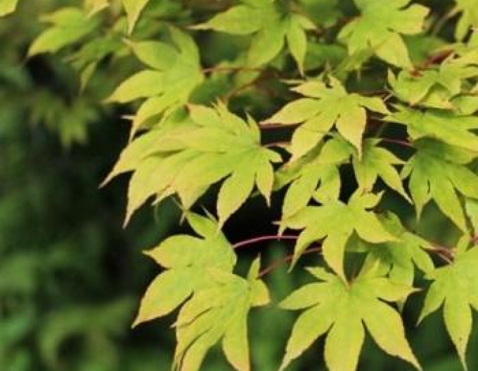 Javor dlanitolistý Verde