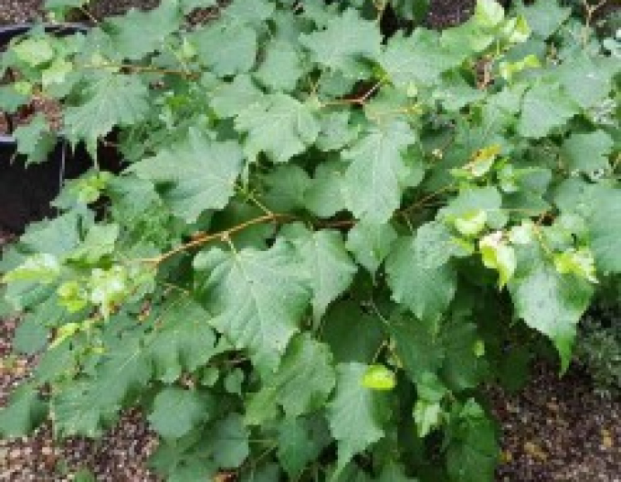 Lípa ´Green Globe´