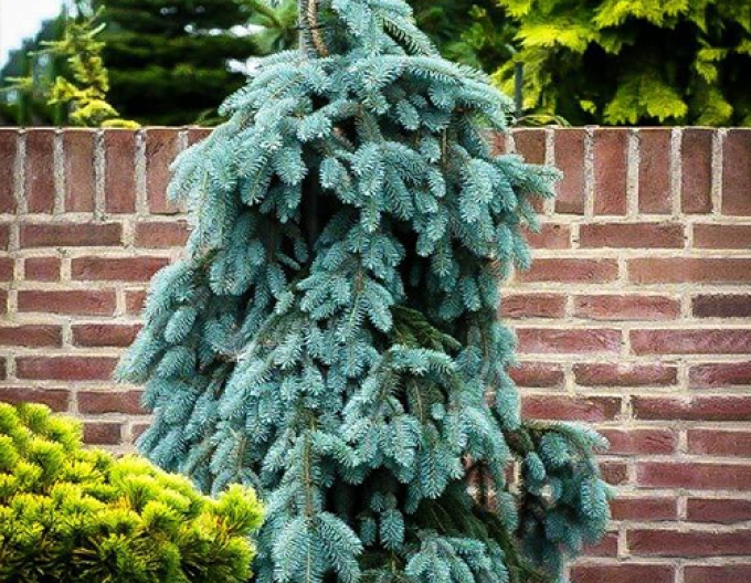 Bílý smrk ´The Blues´