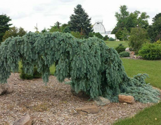 Bílý smrk ´The Blues´