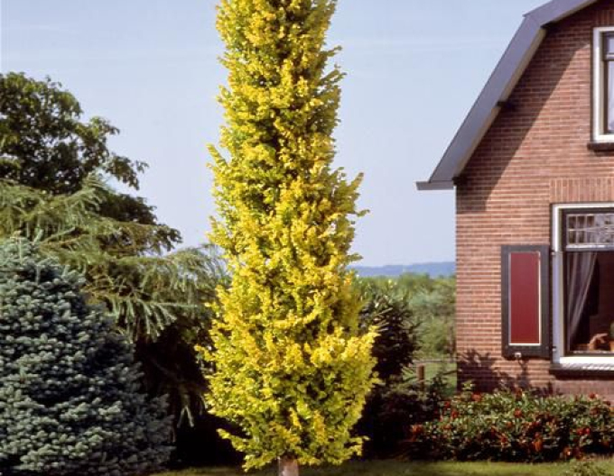 Jilm holandský Wredei