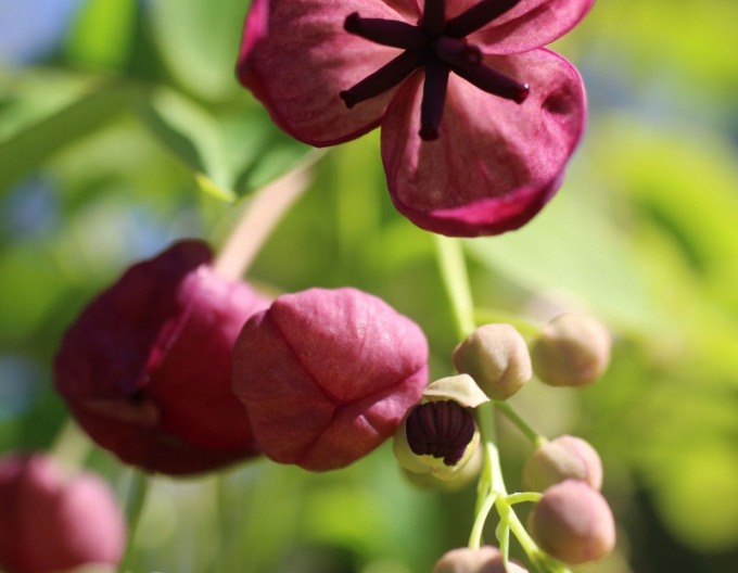 Akébie pětičetná