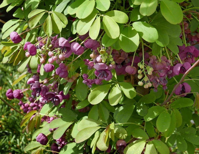 Akébie pětičetná