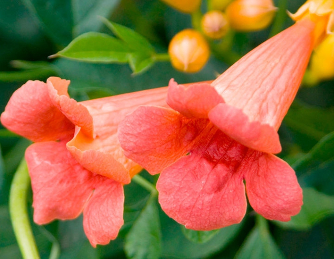 Trubač popínavý ´Madame Galen´