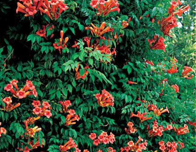 Trubač popínavý ´Madame Galen´