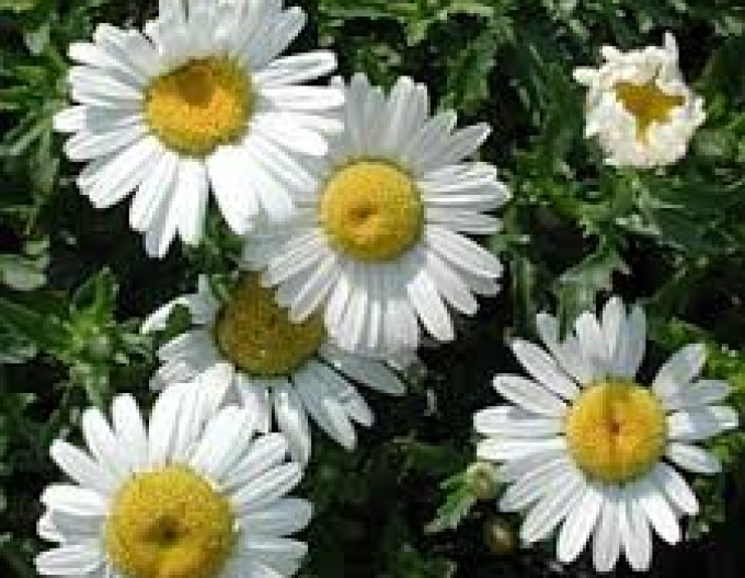 Kopretina bílá May Queen