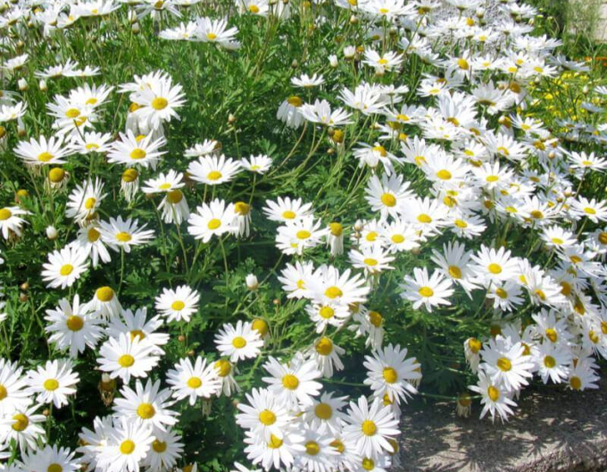 Kopretina bílá May Queen