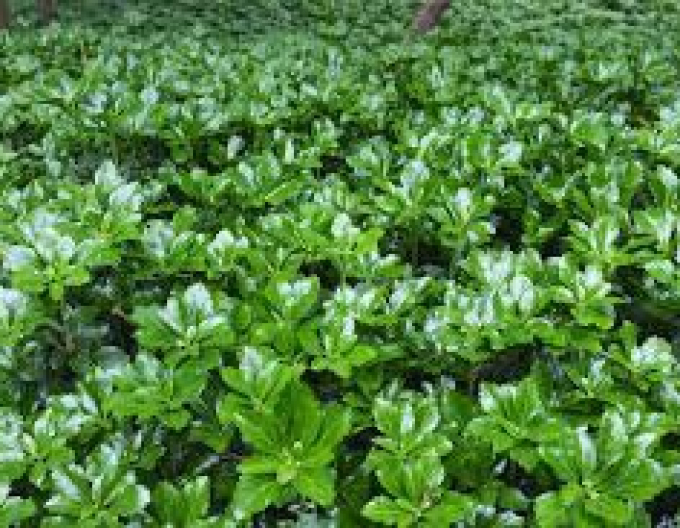 Pachysandra verticillata Green Sheen