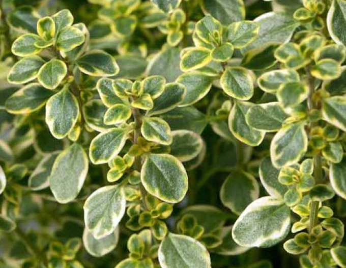 Citronový tymián Lemon Variegata