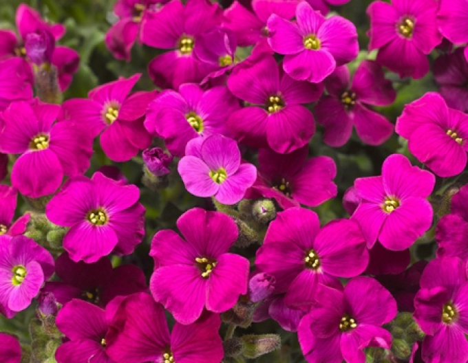 Tařička ´Audrey Red´