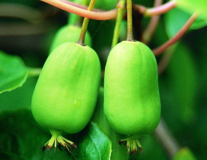 Mini kiwi samosprašné Issai