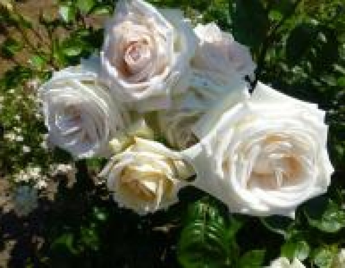 Růže Madame Anisette