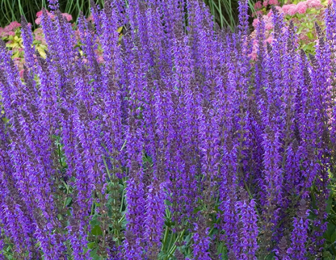 Šalvěj hajní  ´Mainacht´