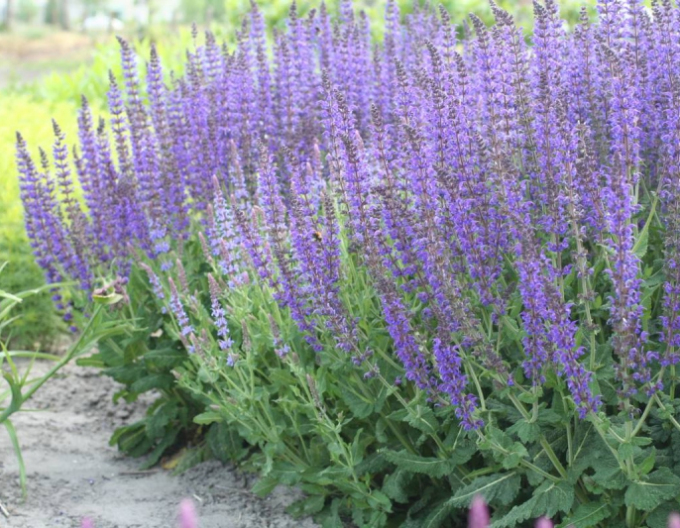 Šalvěj hajní  ´Mainacht´