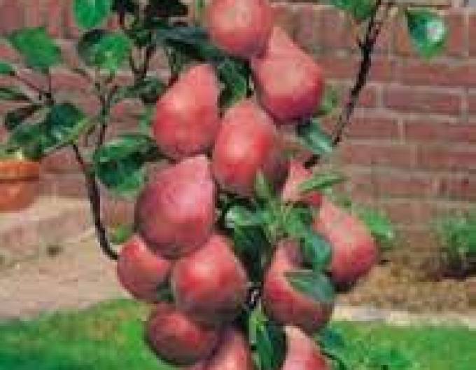 Hruška sloupovitá ´Decora´, podn. Dula, kont. 5l