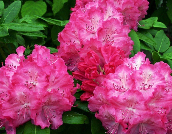 Rododendrón  Germania