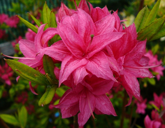 Azalka velkokvětá Homebush