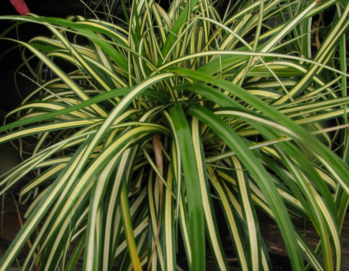 Ostřice  Aureovariegata