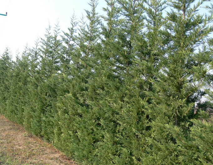 Cypřišek leylandský ´2001´