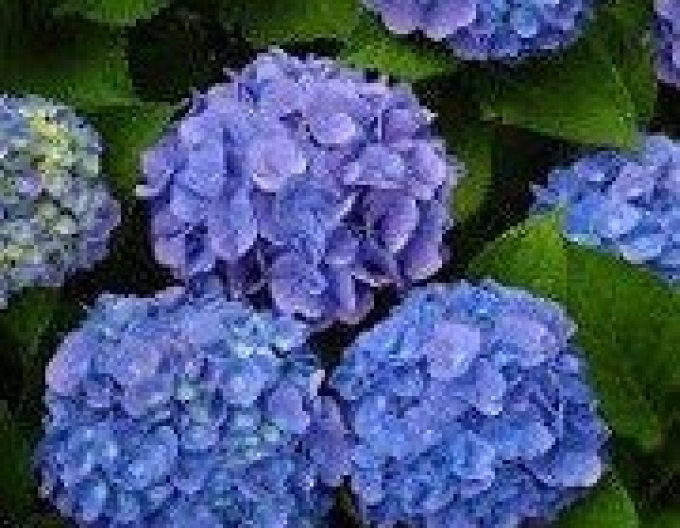 Hydrangea calinoides ´Early Blue´