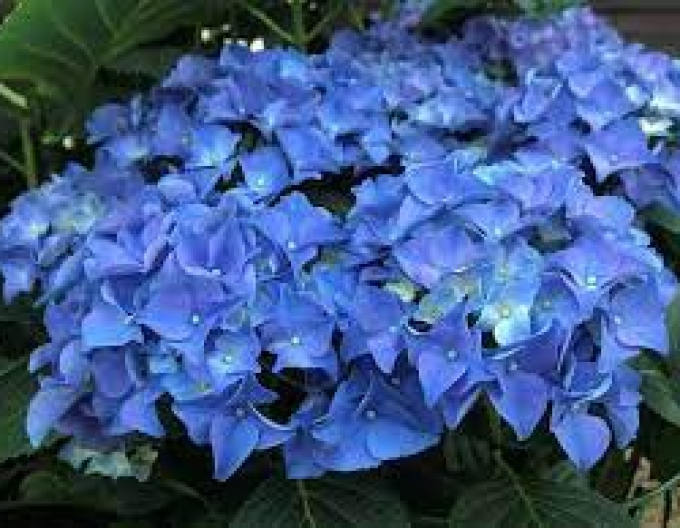 Hydrangea calinoides ´Early Blue´