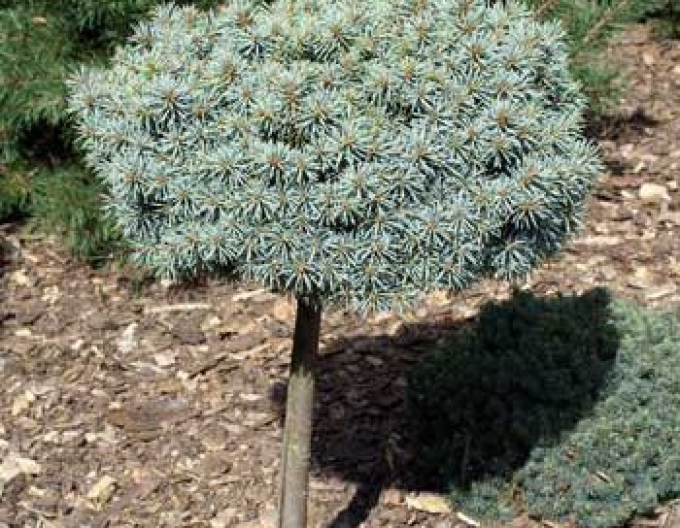 Smrk pichlavý ´Pali´ na kmínku