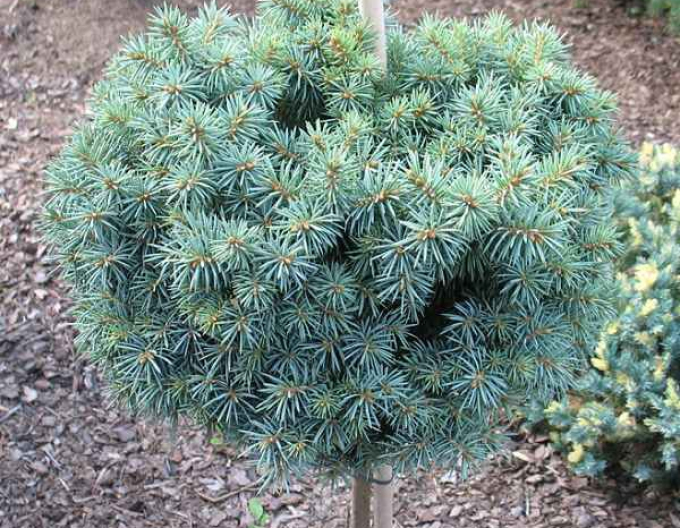 Smrk pichlavý ´Pali´ na kmínku