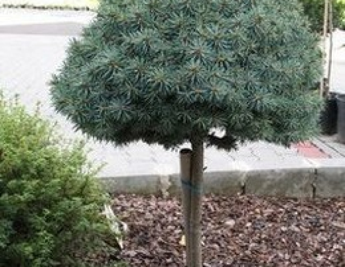 Smrk pichlavý ´Pali´ na kmínku