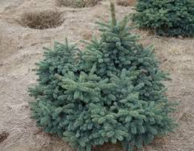 Smrk ztepilý ´Waldbrunn´