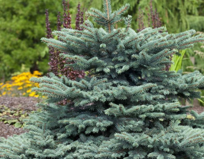 Smrk ztepilý ´Waldbrunn´