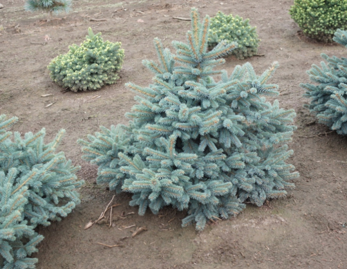 Smrk ztepilý ´Waldbrunn´