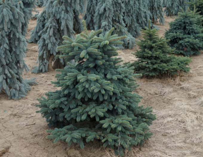 Smrk ztepilý ´Waldbrunn´