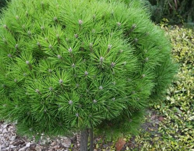 Borovice černá  Brepo´