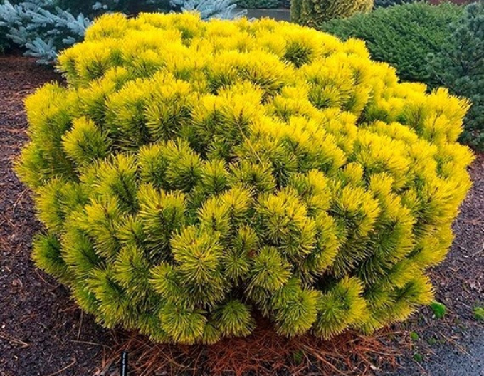 Borovice Carsten´s Wintergold´