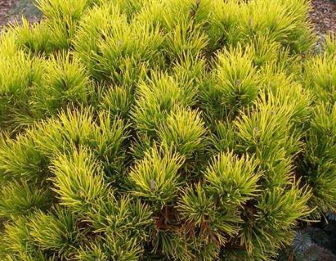 Borovice Carsten´s Wintergold´